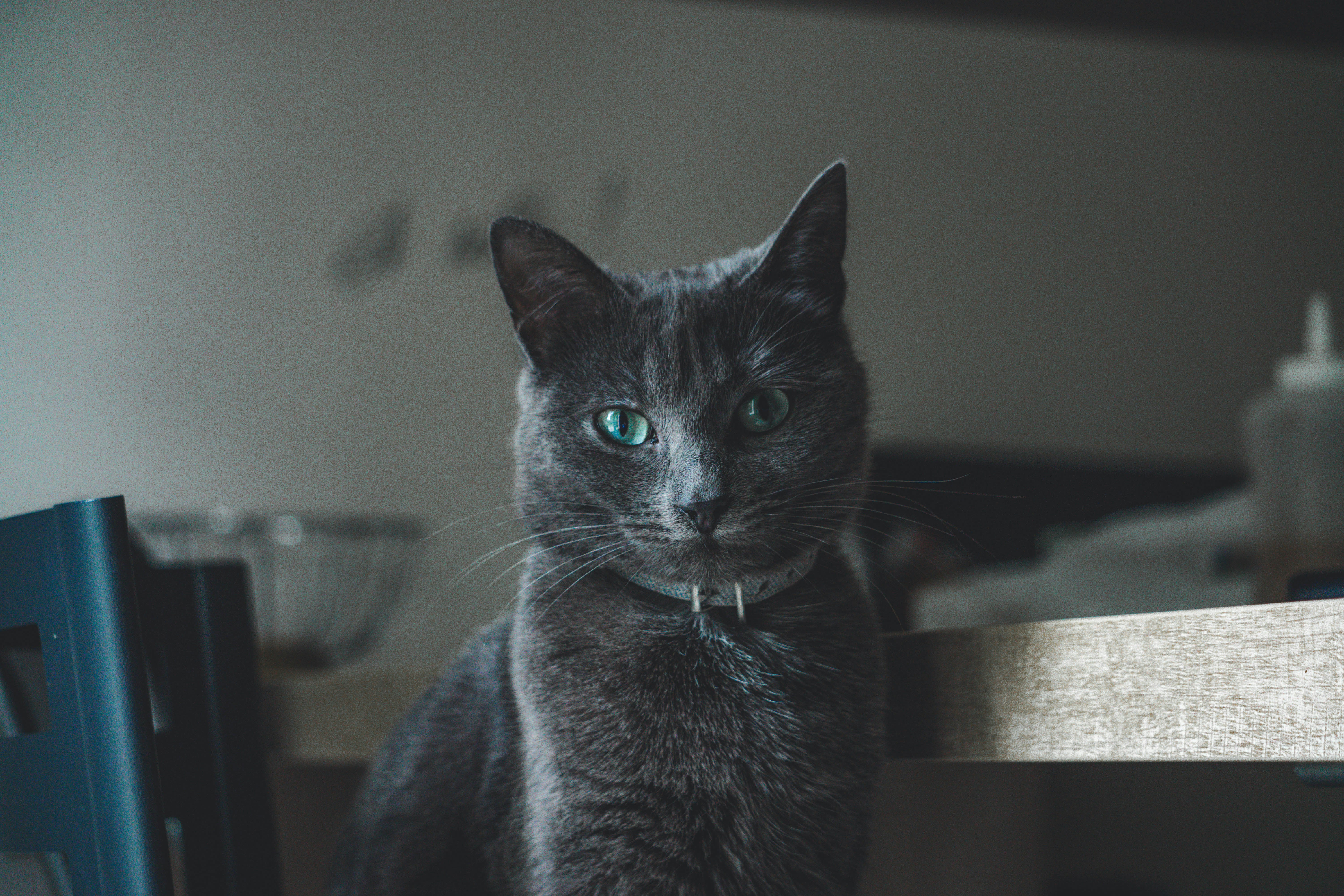 short-haired black cat besides brown wooden table